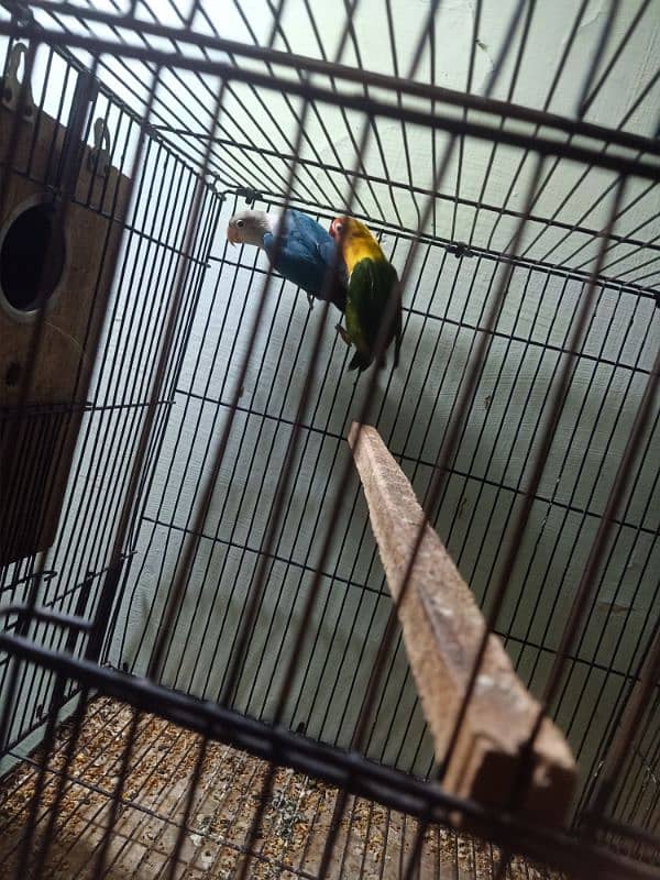 lovebird for sale pair healthy and active 1