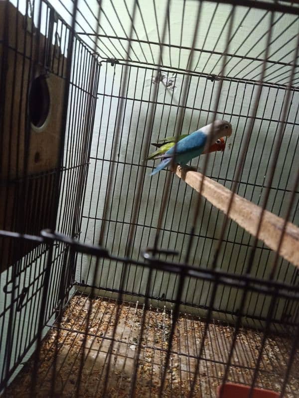 lovebird for sale pair healthy and active 2