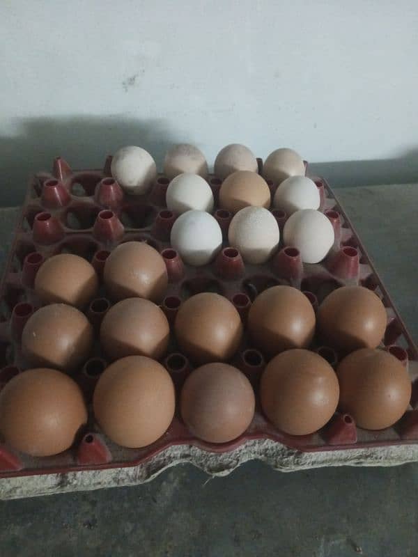 pure Desi and bovan brown eggs 2