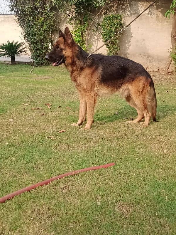 German Shepherd confirm breeder male available for studd 3