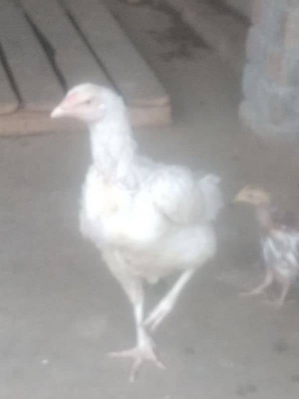 Paper white heera madi for sale 0