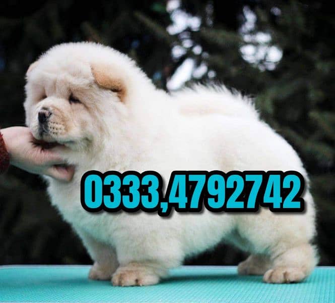 chow chow puppies available 1