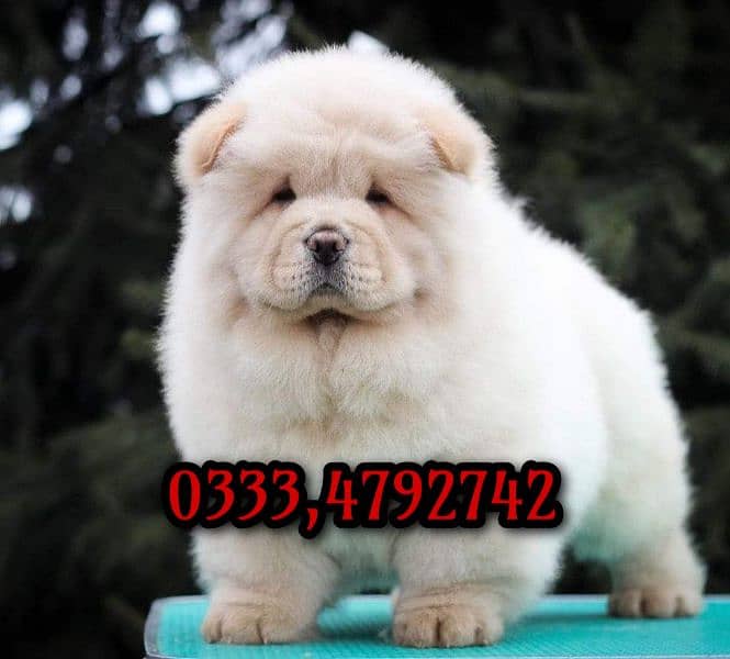 chow chow puppies available 3