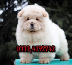 chow chow puppies for sale