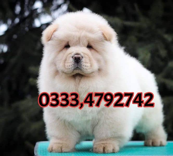 chow chow puppies for sale 1