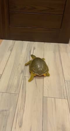 indian flapshell turtle