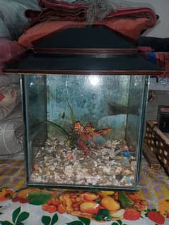 fish aquarium small both for sale