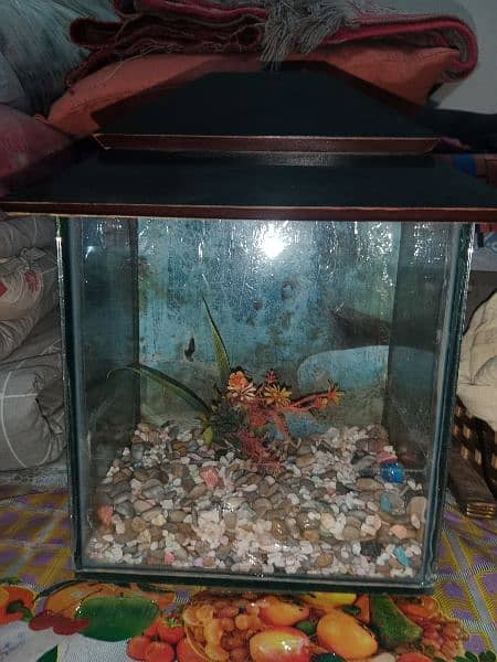 fish aquarium small both for sale 4