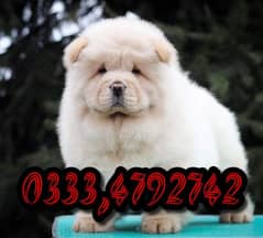 chow chow