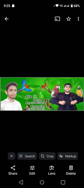 sherazi pigeon for sale 03074395813 0