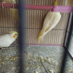 Emo cocktail and Eno cream cocktail  breeder pair for sale