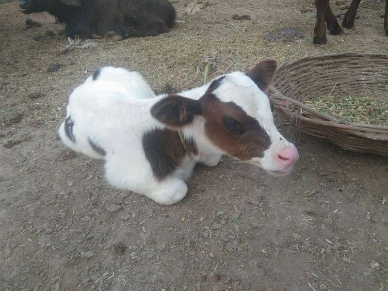 Gulabi Male calf wacha with cow for sale 0