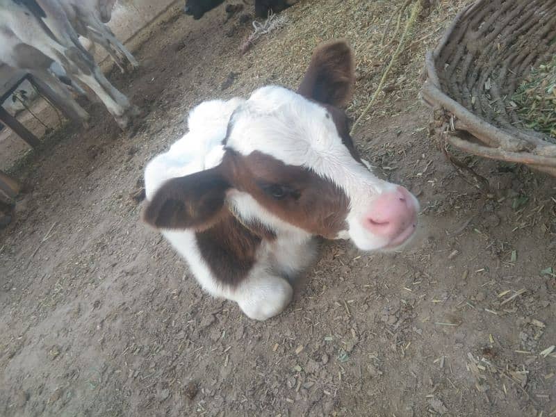 Gulabi Male calf wacha with cow for sale 1