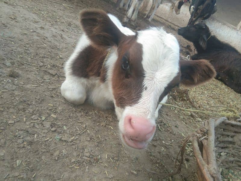 Gulabi Male calf wacha with cow for sale 2