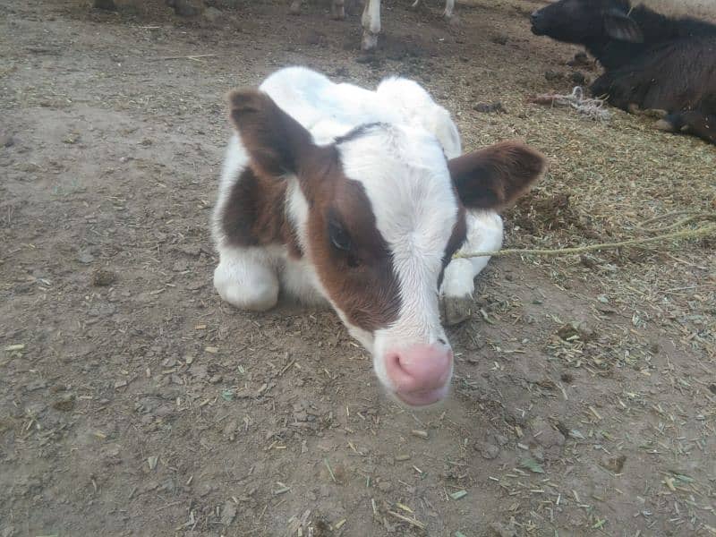 Gulabi Male calf wacha with cow for sale 3