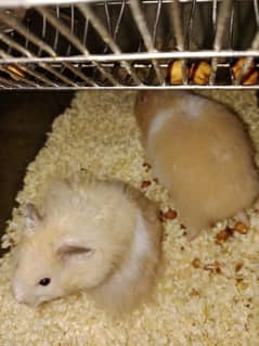 serian hamsters