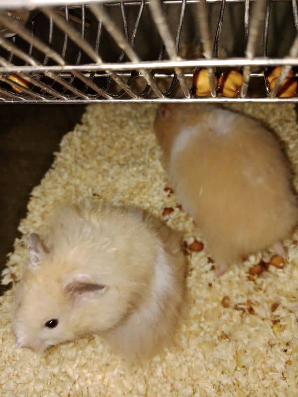 serian hamsters 0