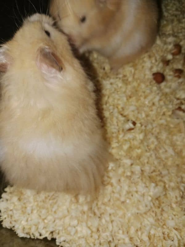 serian hamsters 1