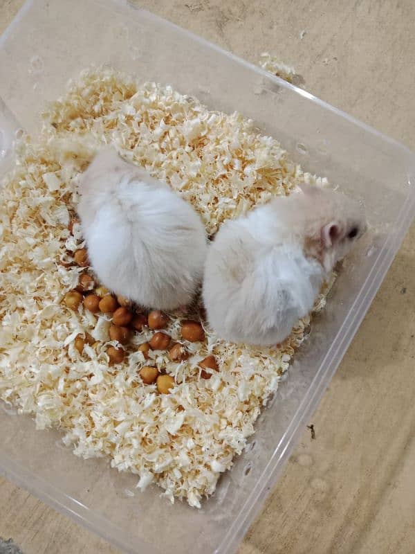 serian hamsters 2