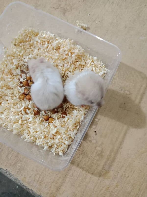 serian hamsters 3