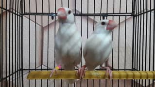 Java sparrows split fawn 03332726949