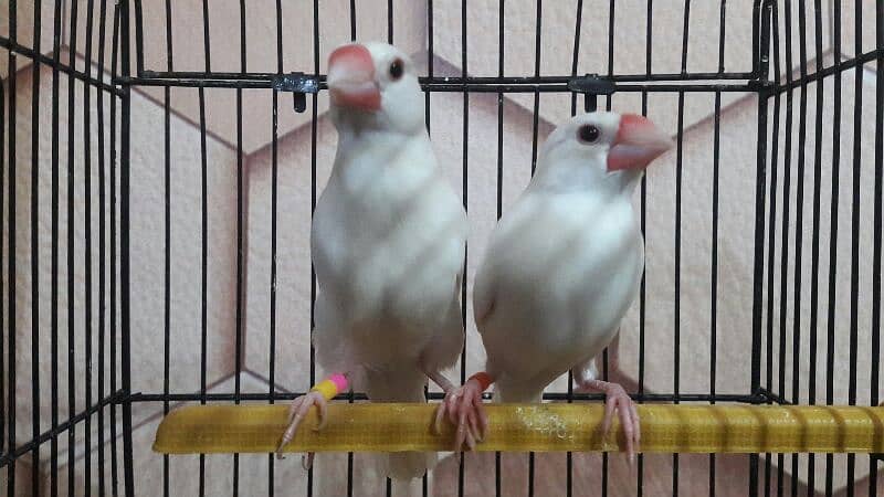 Java sparrows split fawn 03332726949 0