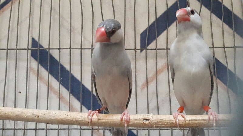 Java sparrows split fawn 03332726949 1