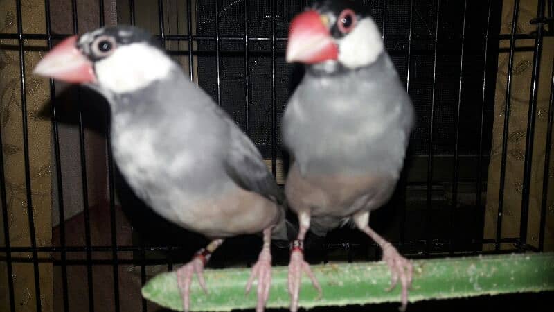 Java sparrows split fawn 03332726949 2