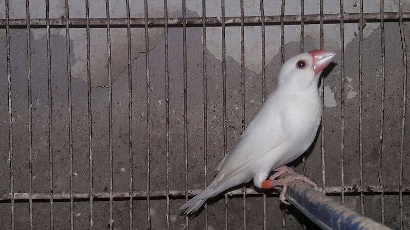 Java sparrows split fawn 03332726949 3