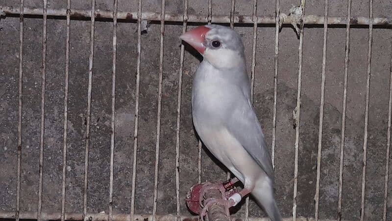 Java sparrows split fawn 03332726949 4