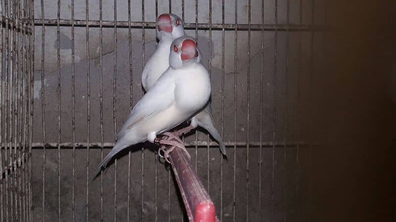 Java sparrows split fawn 03332726949 5