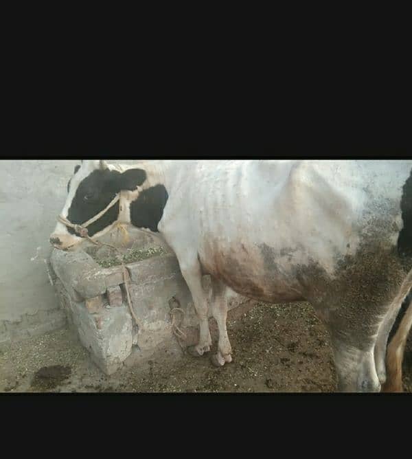 Gulabi Male calf wacha with cow for sale 4