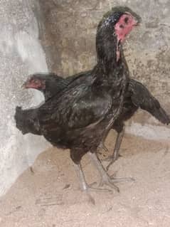 pure thai aseel hen