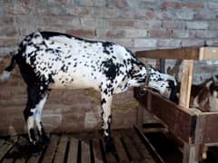 makhi cheni 8 dant female for sale