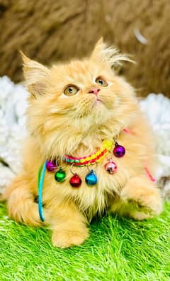 Persian Kittens Ready For New Home