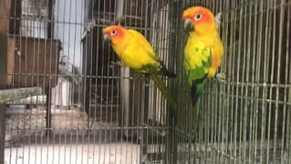 sunconure