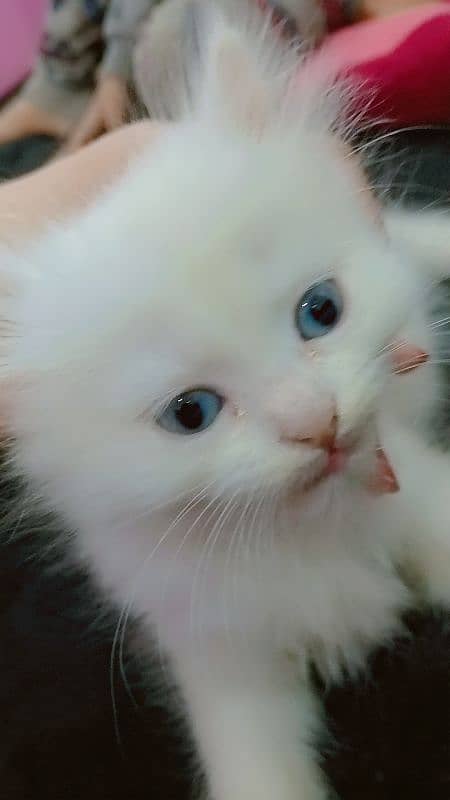 Persian cat baby 0