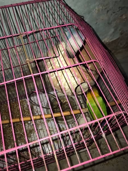 beautiful love birds with cage. only serious buyers contact me. 2