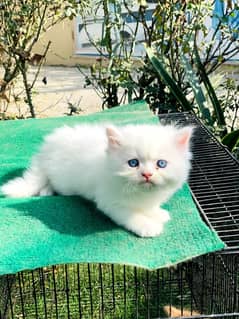 Beautiful kittens for sale