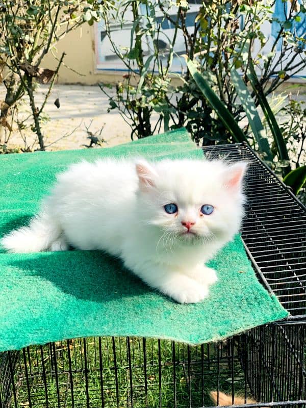 Beautiful kittens for sale 0