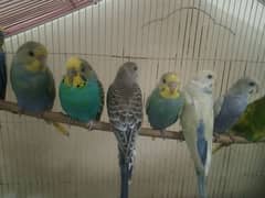 budgie parrot for sale