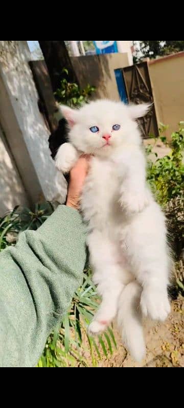 Beautiful kittens for sale 1