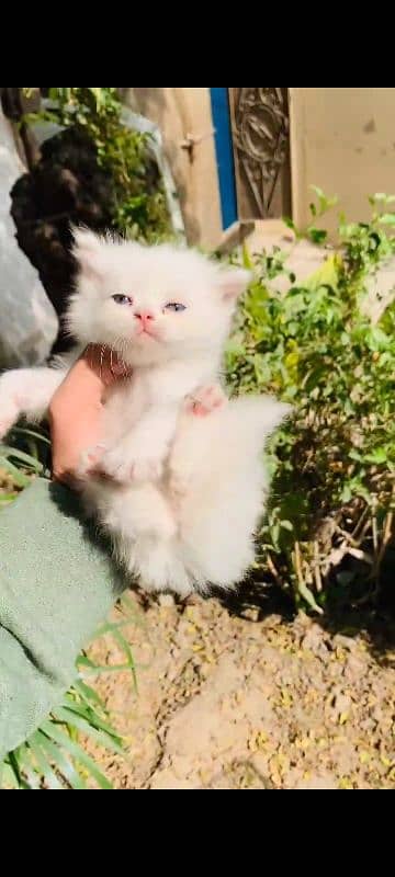 Beautiful kittens for sale 2