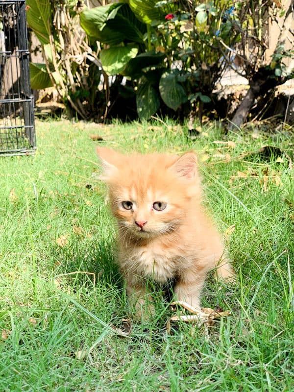 Beautiful kittens for sale 4