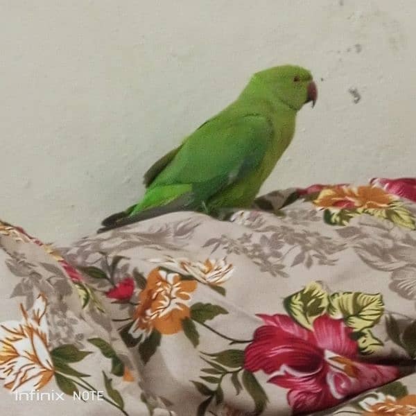 parrot 0