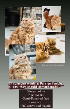 persian cat Semi Punched long coat