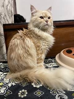 persian cat