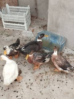 ducks