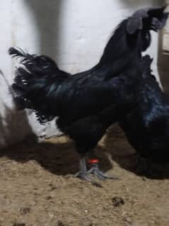 Ayam Cemani Grey Chicks