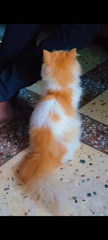 PERSIAN MALE CAT 4